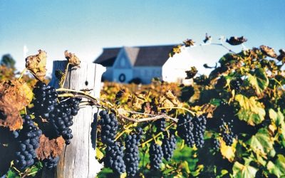 Rossignol Estate Winery
