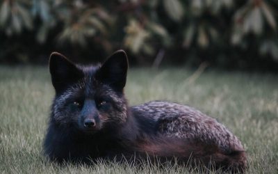 Les renards du phare d'East Point
