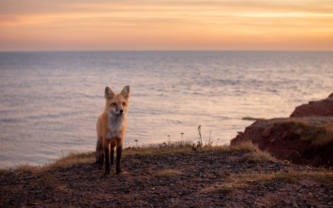 The Foxes of East Point Lighthouse