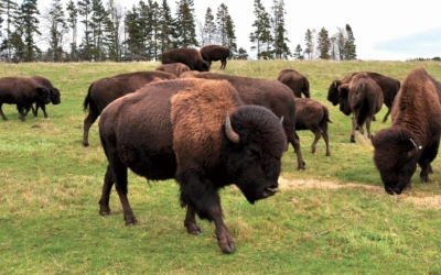 Buffalo Land Park
