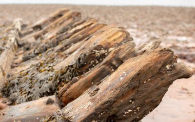 The Shipwreck of Georgetown PEI